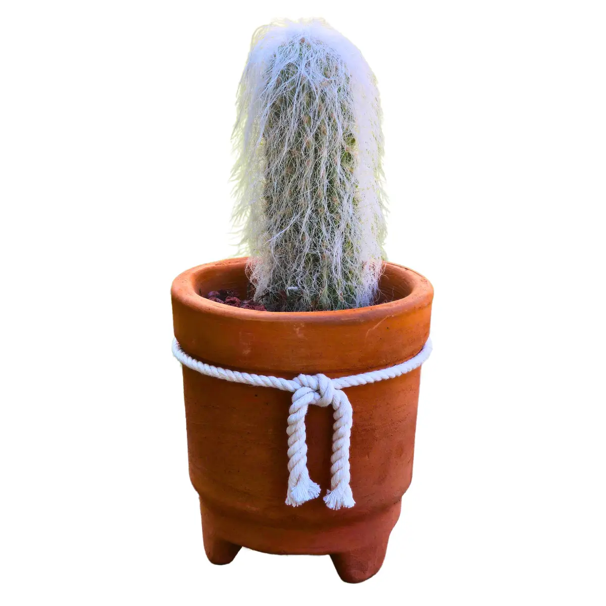 Cactus Viejito, Tamaño 12-15cm, Hermoso Peludito De 3 Años Agregar a favoritos - Caja de regalo con maceta de barro y sustrato para plantarlo